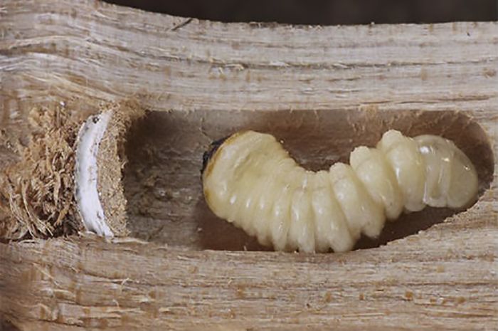 Carcoma - larva