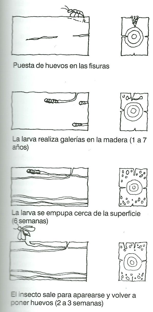 Fases vida de la carcoma - AITIM - Libro Protección Preventiva de la Madera