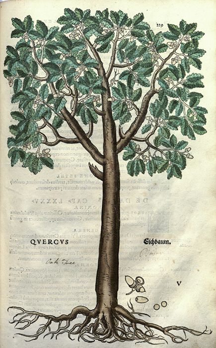 Roble quercus - dibujo