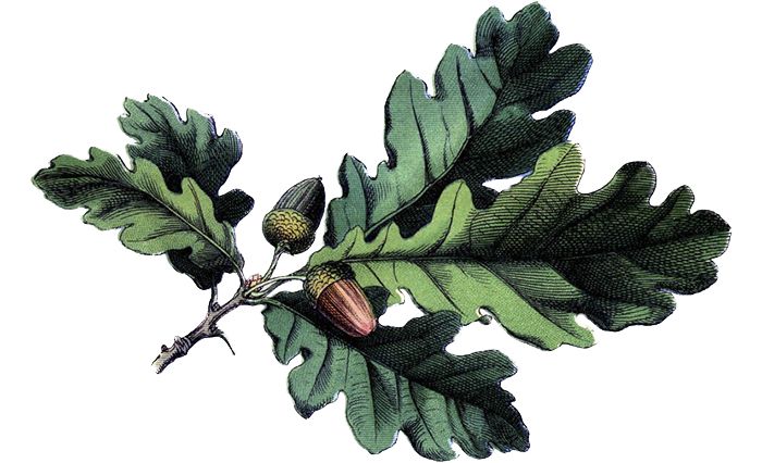 hoja de roble - grabado - quercus .