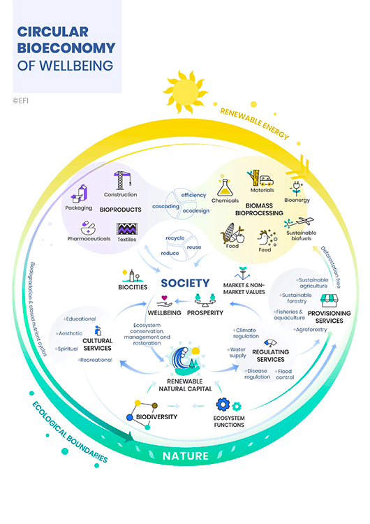 Flujos en la bioeconomía circular del bienestar. Fuente Instituto Forestal Europeo