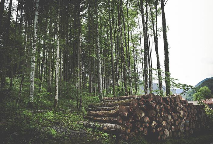 La solución al cambio climático es la madera - jace-afsoon-unsplash
