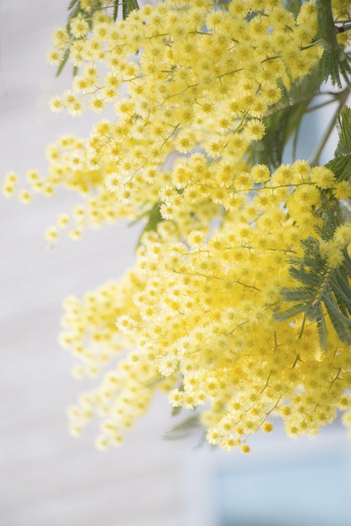 Flor de Mimosa - Tomoko Uji - unsplash