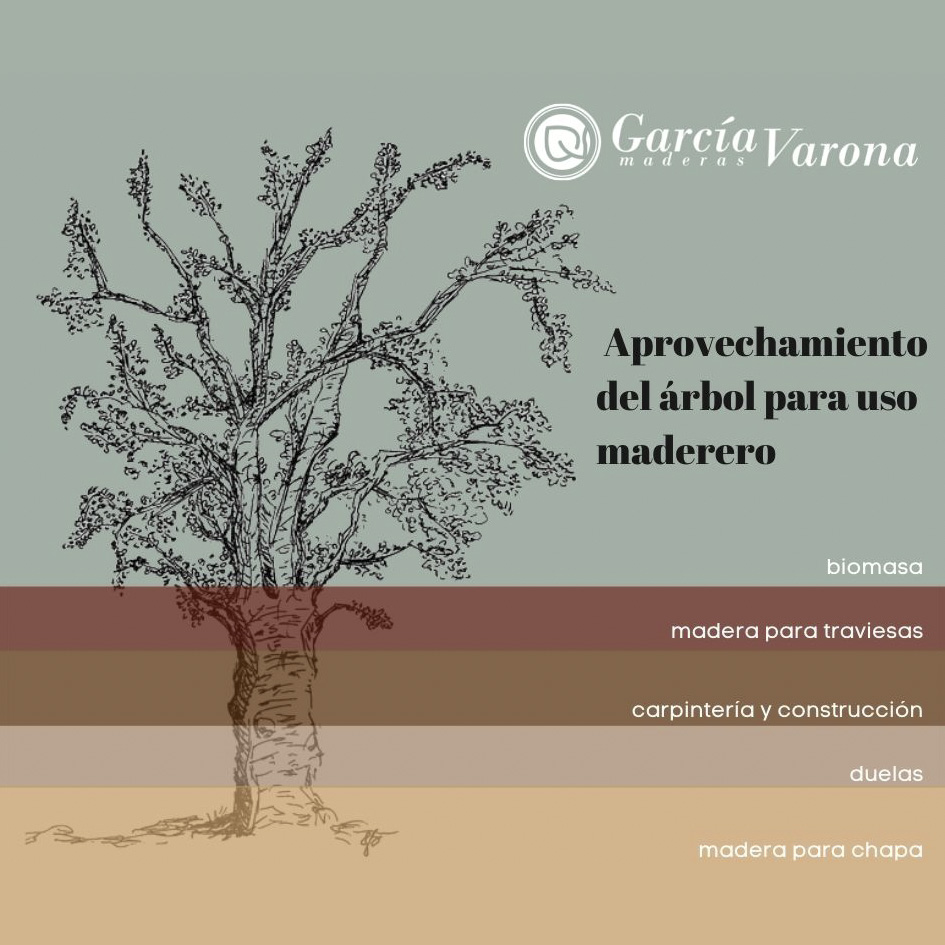 Aprovechamiento del árbol para uso maderero - Maderas Garcia Varona