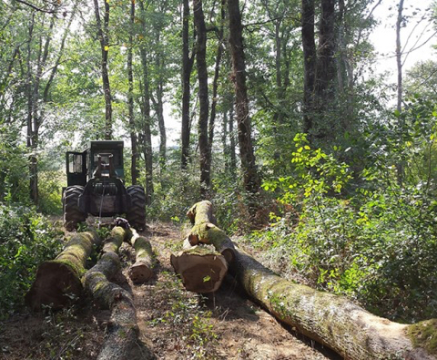 bosque de madera sacando el tronco