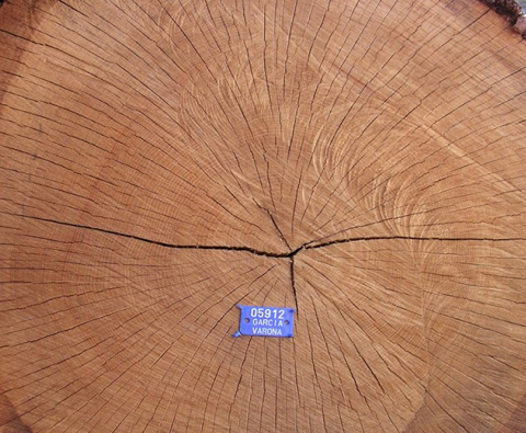 tronco de madera