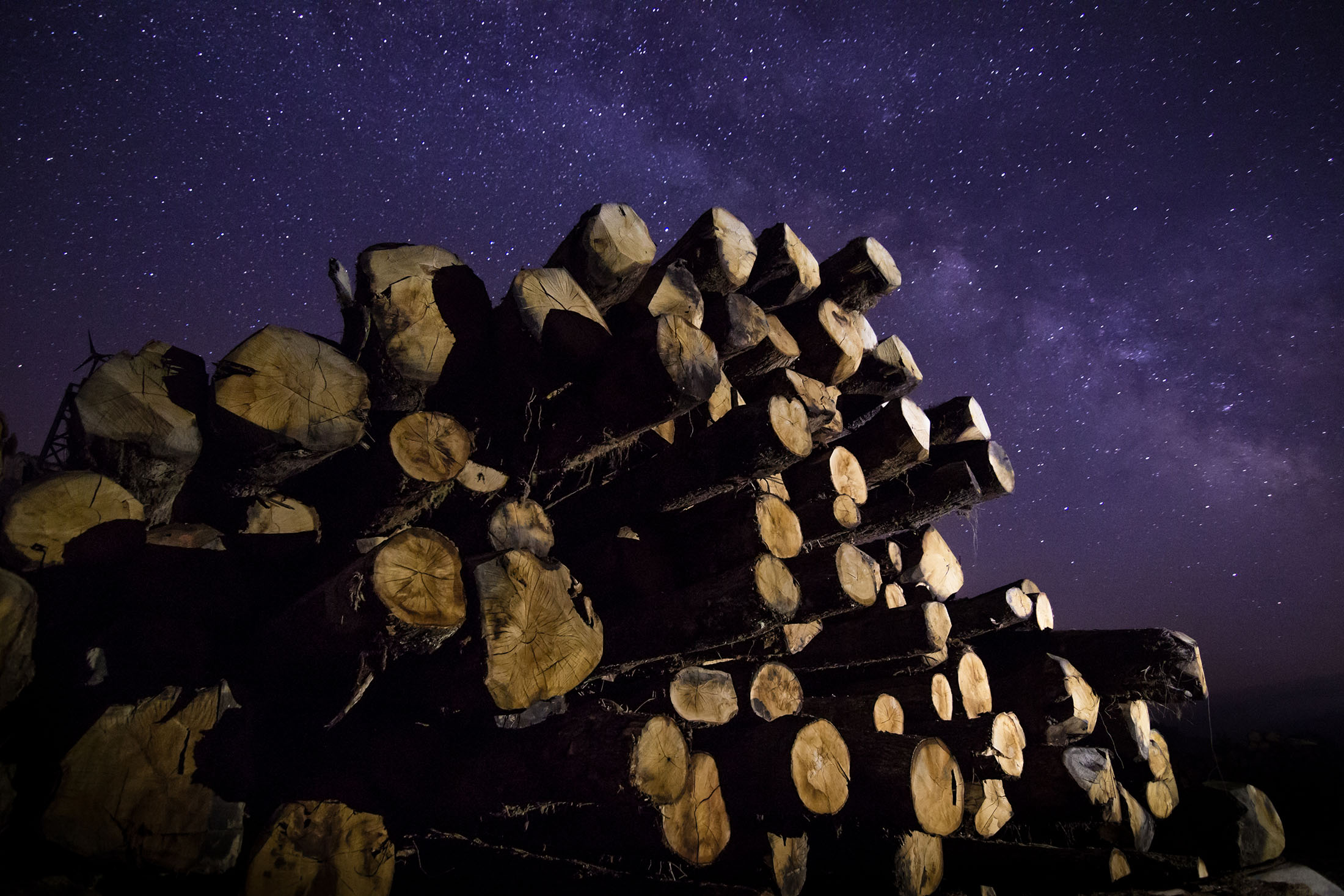 troncos de madera en bosque de noche