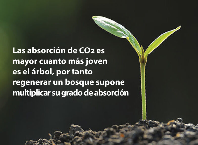 gestión forestal sostenible