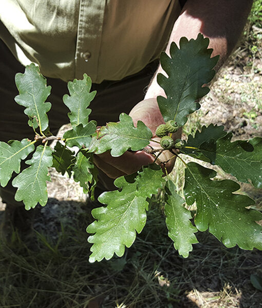 Hojas de Roble