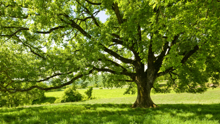 arboles-ibericos-roble