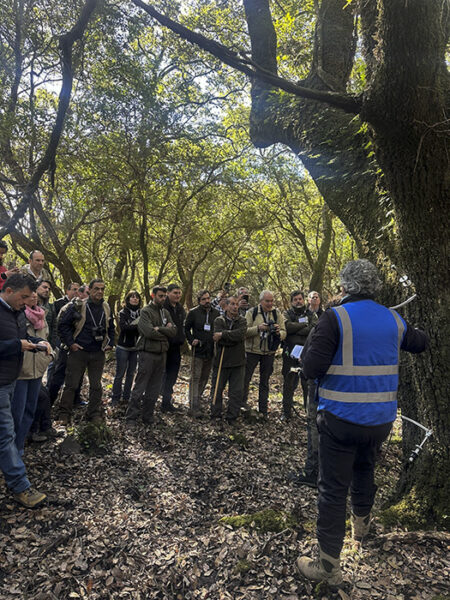 Jornadas de Valorización del Quejigo (Quercus canariensis): El Futuro del Monte y la Industria Forestal