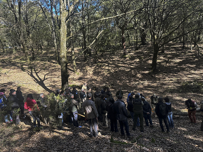 Jornadas de Valorización del Quejigo (Quercus canariensis): El Futuro del Monte y la Industria Forestal