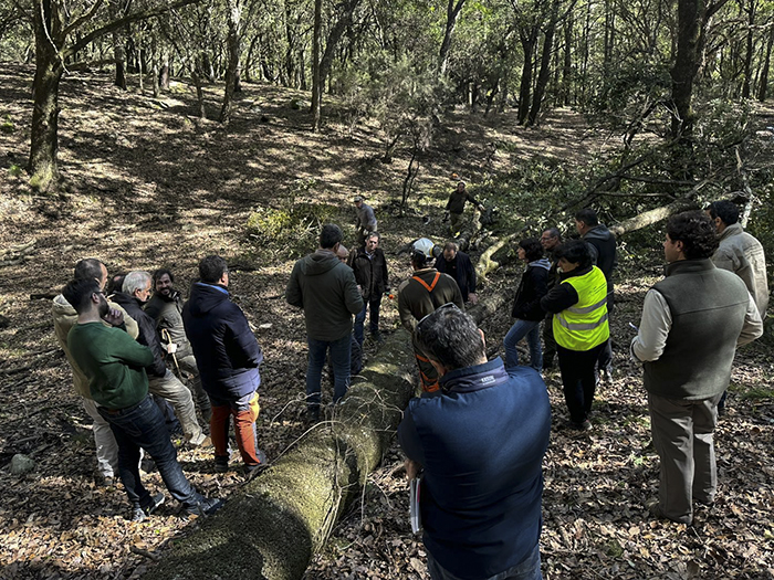 Jornadas de Valorización del Quejigo (Quercus canariensis): El Futuro del Monte y la Industria Forestal