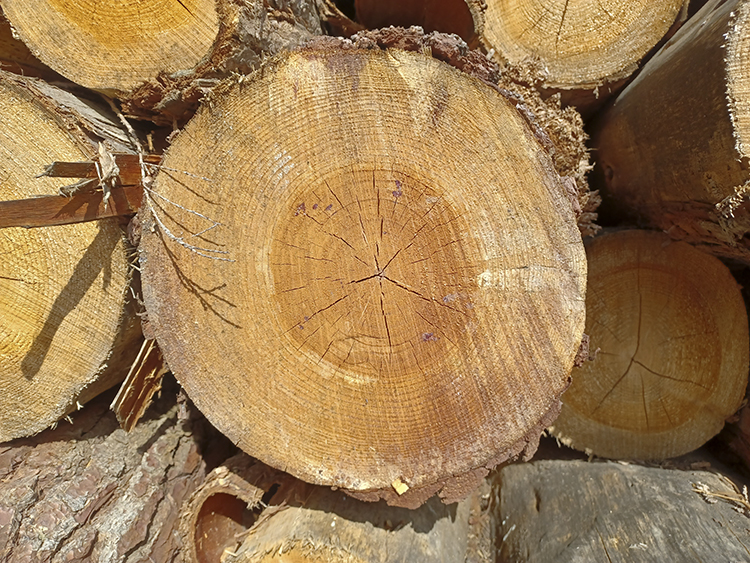 Estructura y anillos del roble europeo tras tala invernal - Maderas Garcia Varona